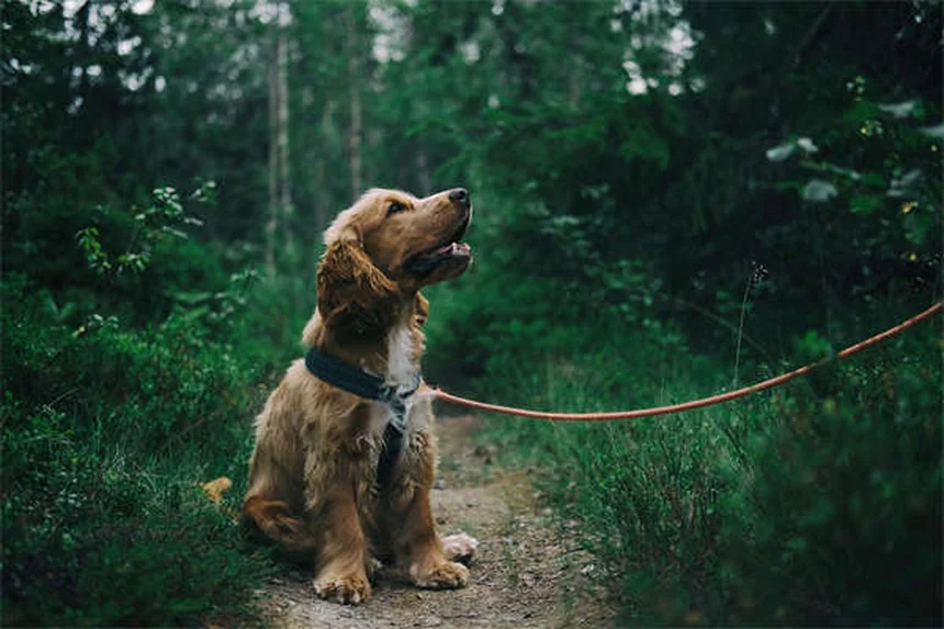 Ponte do Arco-Íris: O Poema que Conforta Donos de Pets em Luto