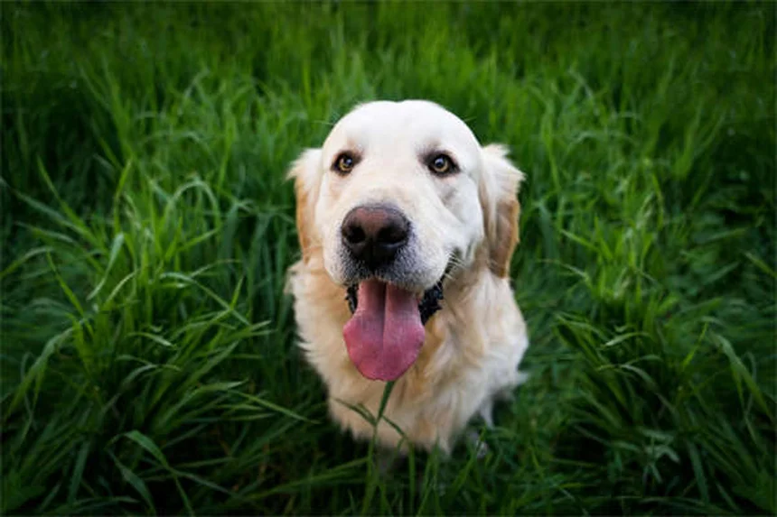 16 Raças de Cães Doodle: Guia Completo com Características