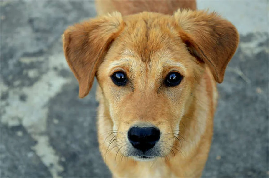 Como apresentar bebê ao cachorro sem stress: 5 dicas essenciais