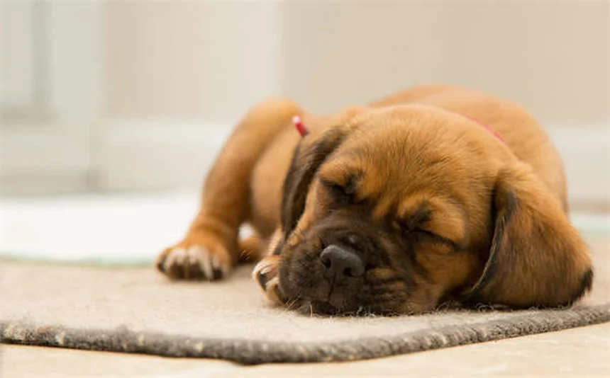 Cuidados com cão cego: 7 dicas essenciais para uma vida feliz