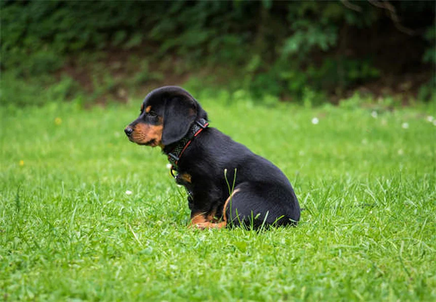 Cuidados com cão cego: 7 dicas essenciais para uma vida feliz