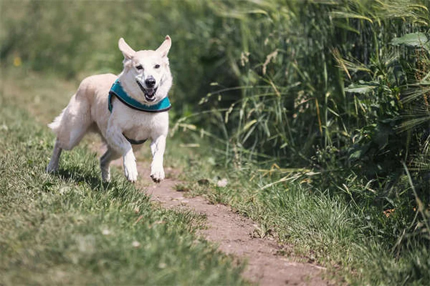 Por que meu cachorro está perdendo tanto pelo? 5 causas e soluções