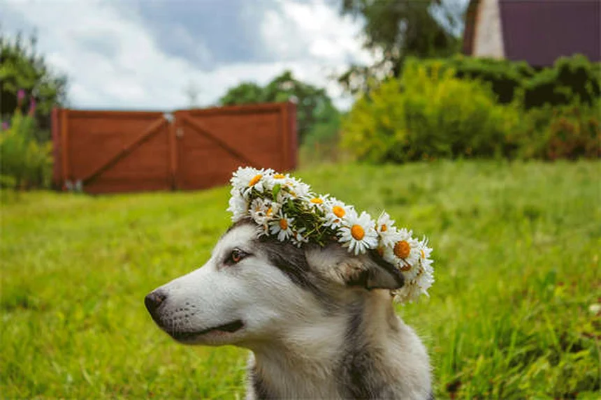 Por que meu cachorro está perdendo tanto pelo? 5 causas e soluções