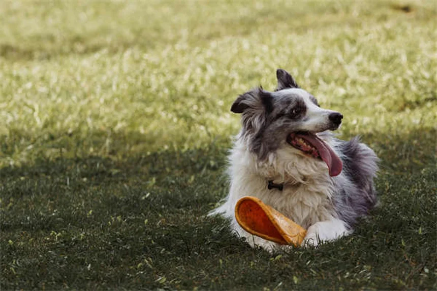 Edema em Cães: O Que É e Como Tratar Esse Inchaço Perigoso