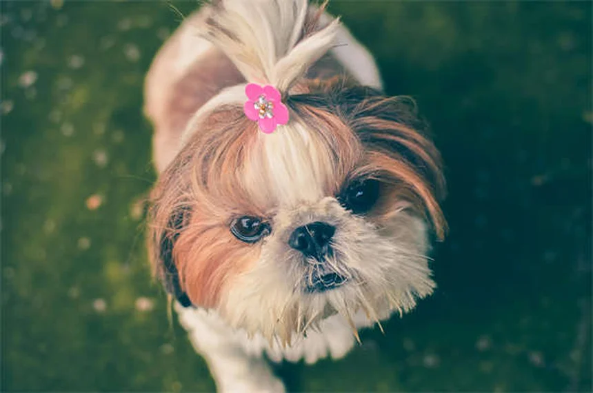 Como Passear Com Seu Cão no Verão: 10 Dicas Essenciais
