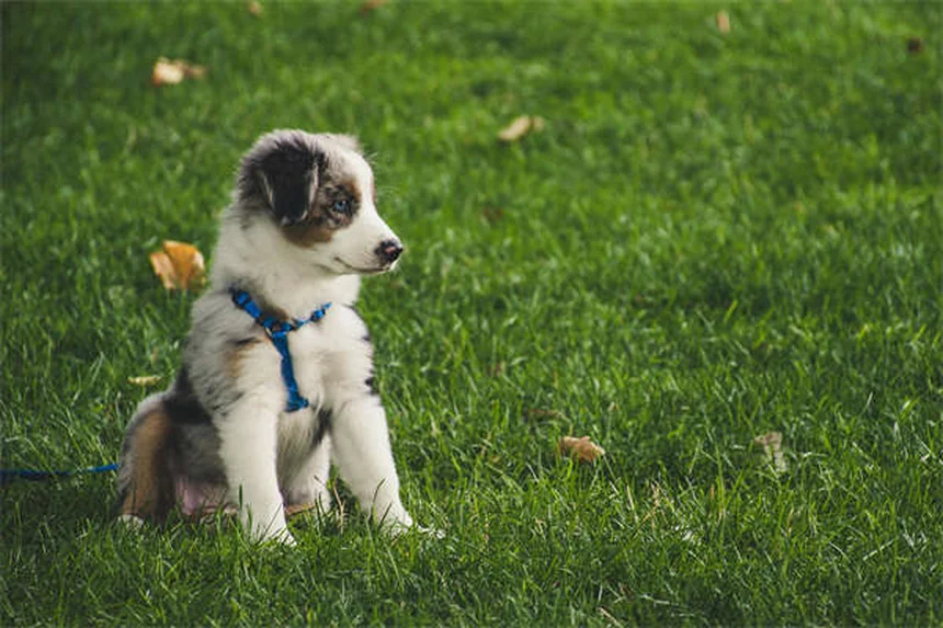 Como Passear Com Seu Cão no Verão: 10 Dicas Essenciais