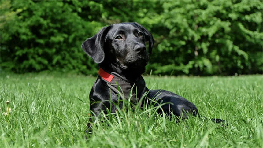 Por que os cães lambem? Descubra os motivos surpreendentes!
