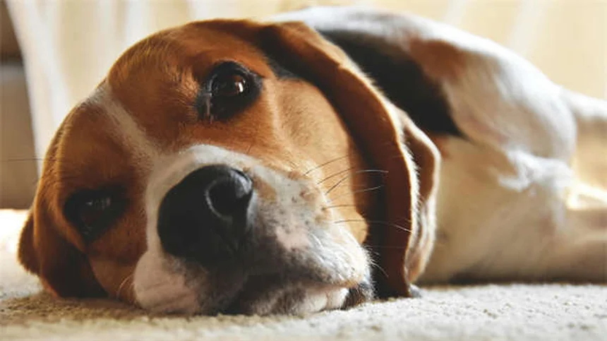 Por que os cães lambem? Descubra os motivos surpreendentes!