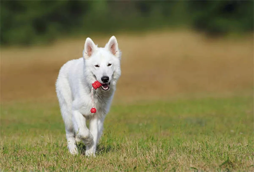 Por que os cães lambem? Descubra os motivos surpreendentes!
