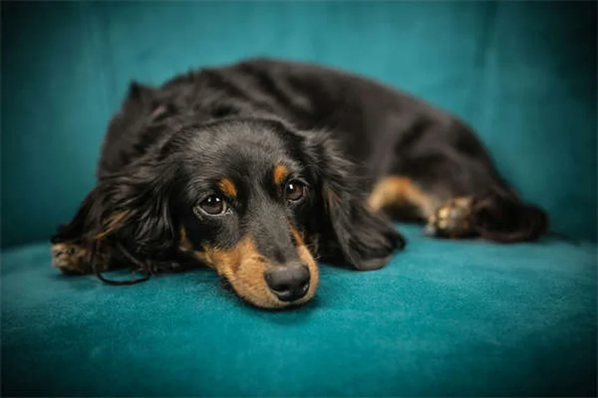 Carrapatos em cães: tipos e doenças transmitidas