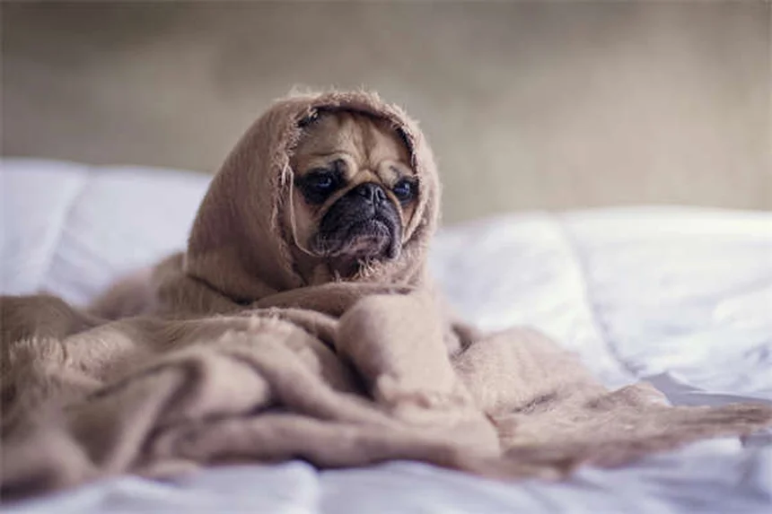 5 Medicamentos Essenciais para Cães que Todo Dono Precisa Conhecer