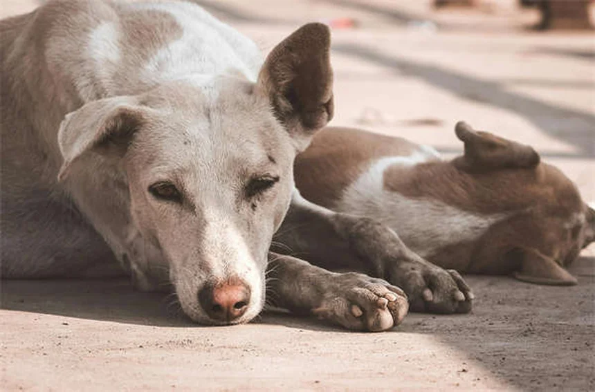 5 Medicamentos Essenciais para Cães que Todo Dono Precisa Conhecer
