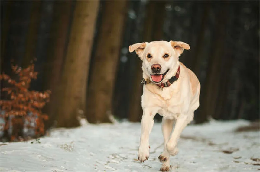 5 Medicamentos Essenciais para Cães que Todo Dono Precisa Conhecer