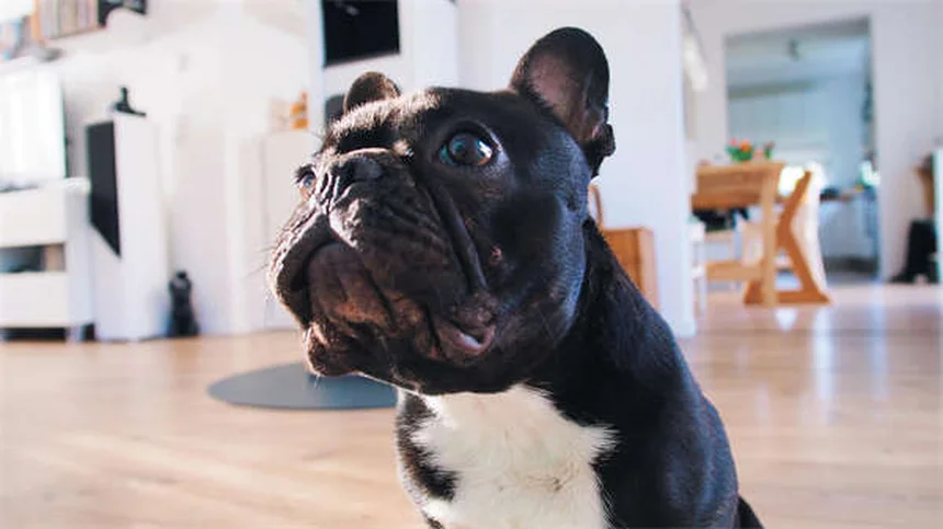 5 Medicamentos Essenciais para Cães que Todo Dono Precisa Conhecer