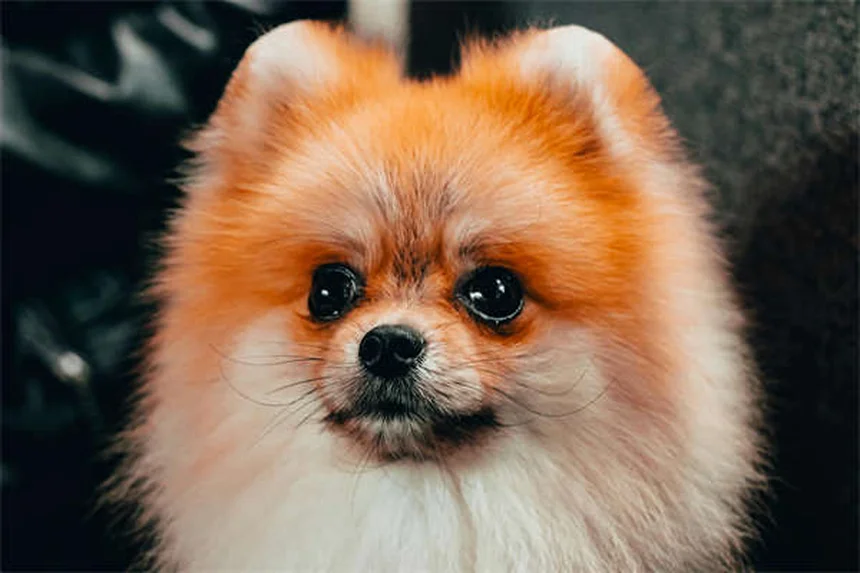 Methocarbamol para Pets: Tudo o que Você Precisa Saber