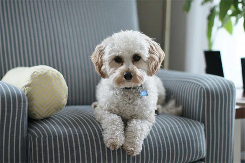 Enalapril para Cães: Tudo o que Precisa Saber Sobre Este Remédio Cardíaco