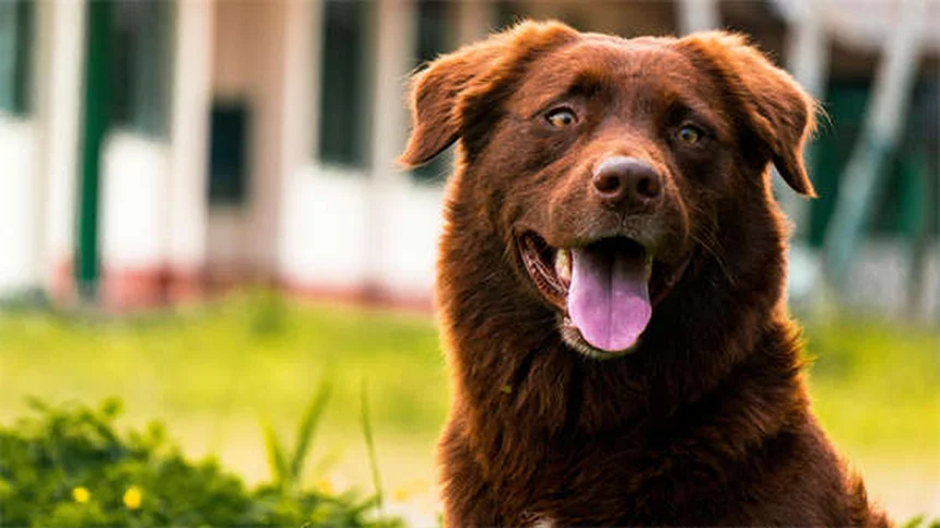 Enalapril para Cães: Tudo o que Precisa Saber Sobre Este Remédio Cardíaco