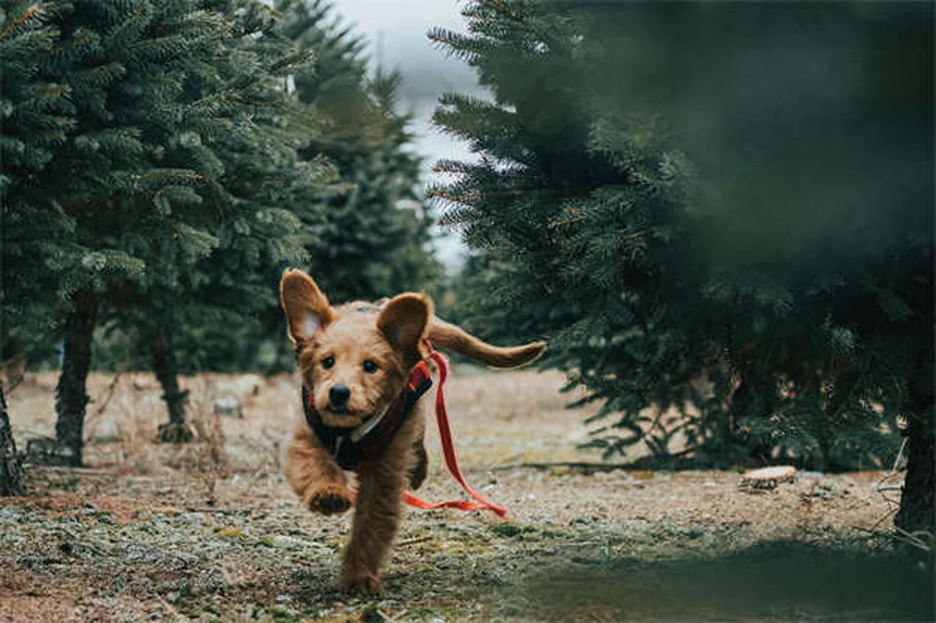 Doença de von Willebrand em cães: sintomas e tratamento