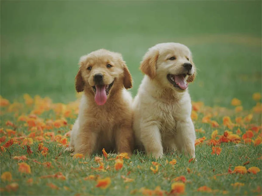 7 Sinais de que Seu Cão Precisa de Mais Exercício (e Como Resolver)