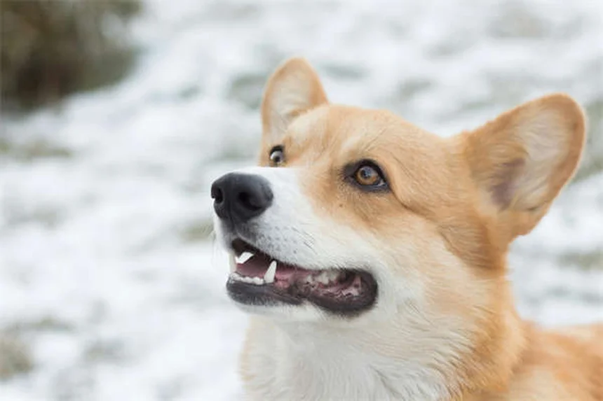 7 Sinais de que Seu Cão Precisa de Mais Exercício (e Como Resolver)