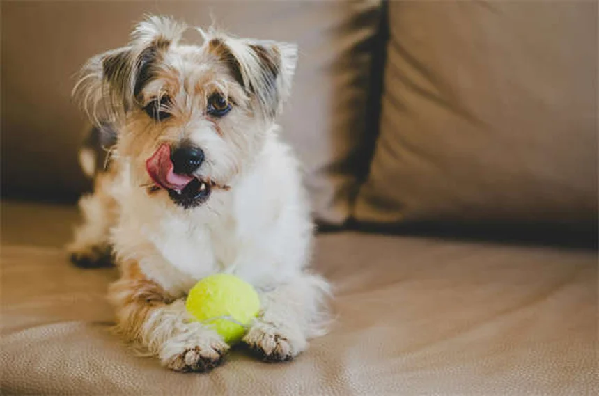 7 Sinais de que Seu Cão Precisa de Mais Exercício (e Como Resolver)