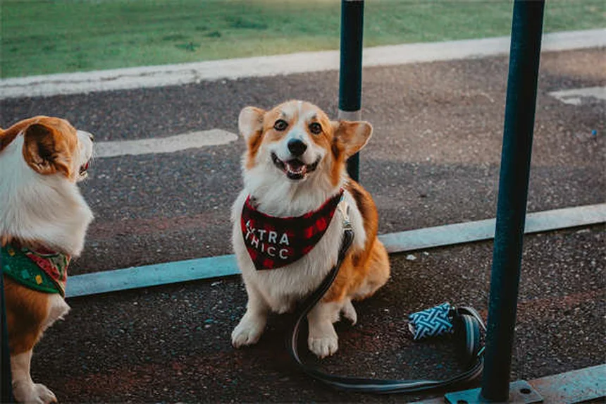Frustração com barreiras em cães: causas e soluções