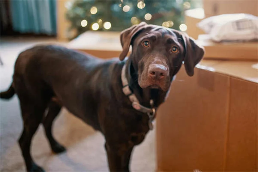 Frustração com barreiras em cães: causas e soluções