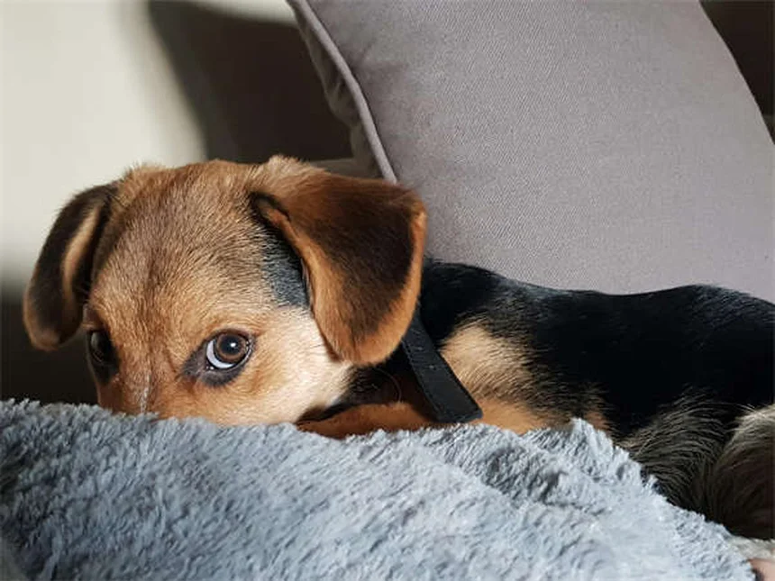 Como identificar hematomas em gatos: guia completo para donos