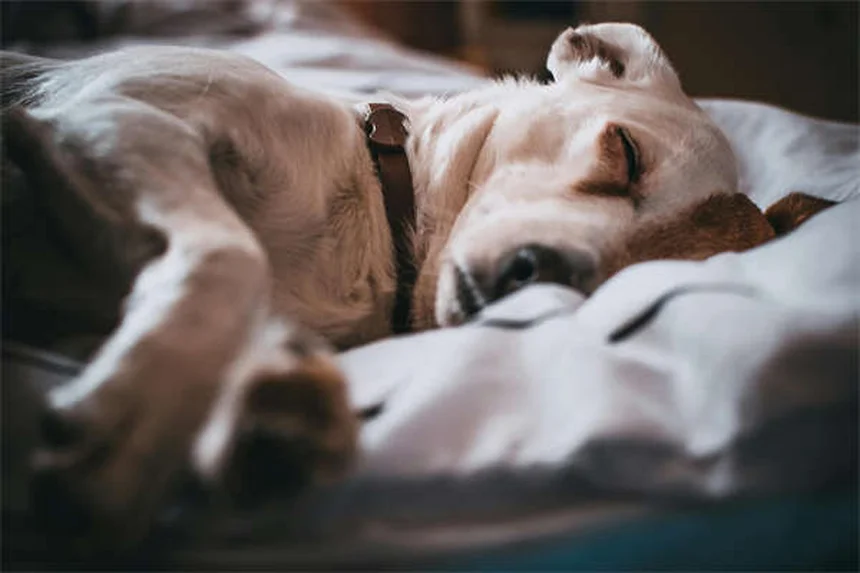 Derrame pleural em cães: sintomas e tratamento que salvam vidas