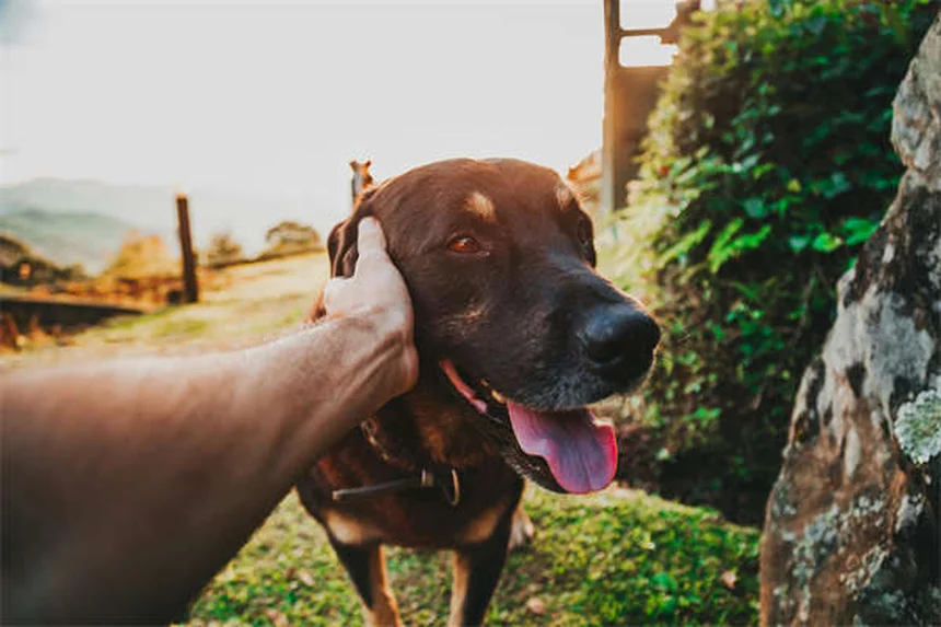 Como funciona o sistema digestivo do cavalo: guia completo para cuidar do seu animal