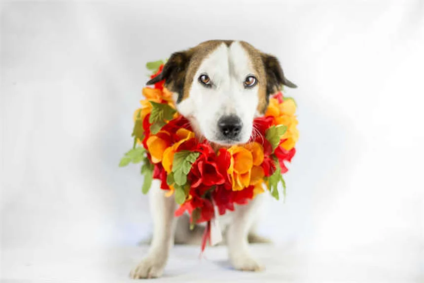 Infeções de ouvido em porquinhos-da-índia: sintomas e tratamentos essenciais