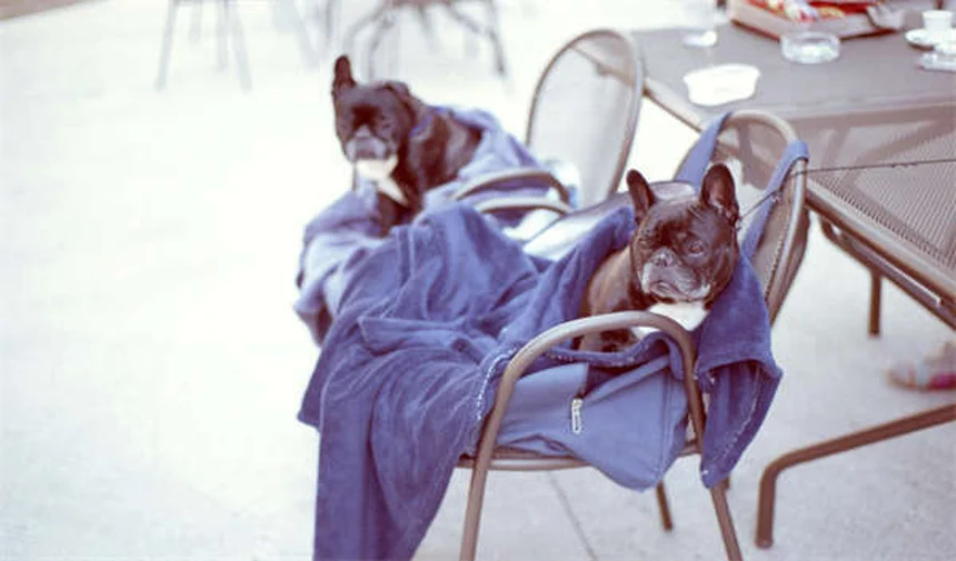 Pica em Cães: O Que É e Como Tratar Esse Comportamento Estranho