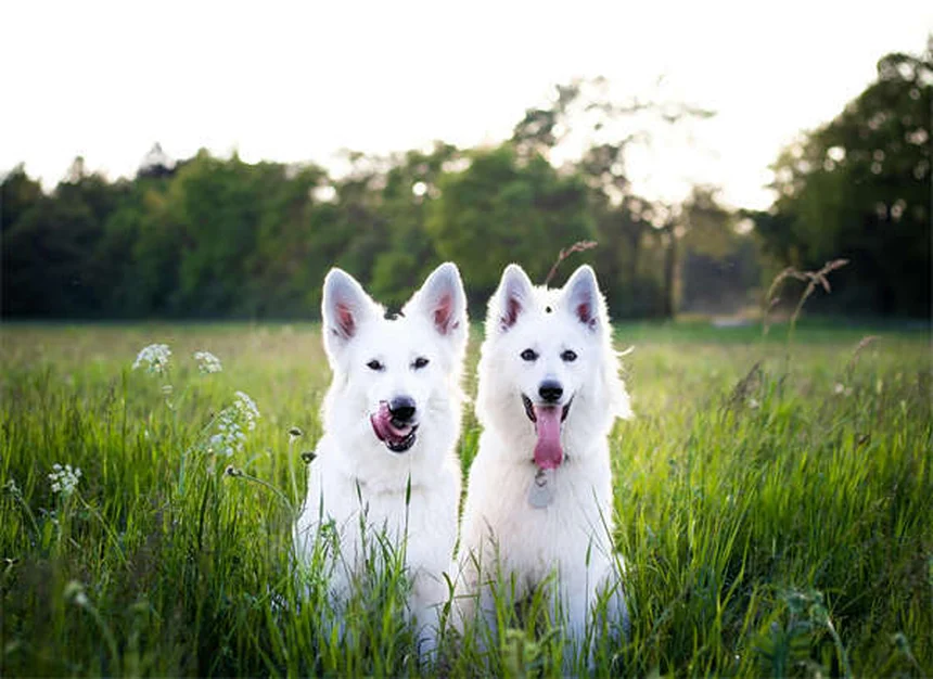 Zenrelia para cães: alívio rápido para alergias caninas