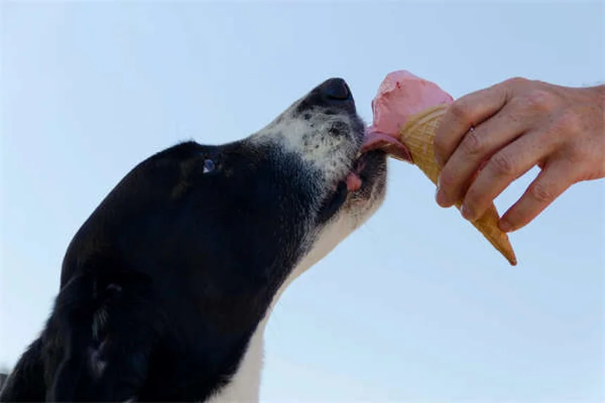 Zenrelia para cães: alívio rápido para alergias caninas