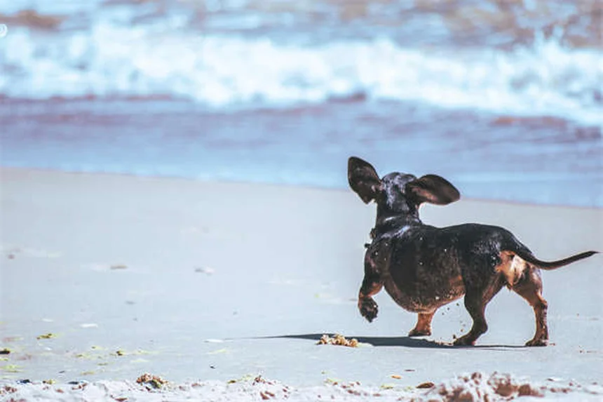 Como pesar seu cão em casa: guia completo para donos portugueses