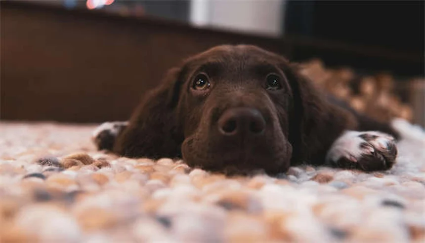 Frostbite em Cães: Sintomas, Tratamento e Como Prevenir