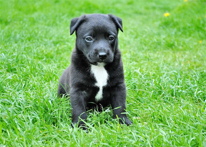 Como evitar que seu pet engorde no inverno: 5 dicas essenciais