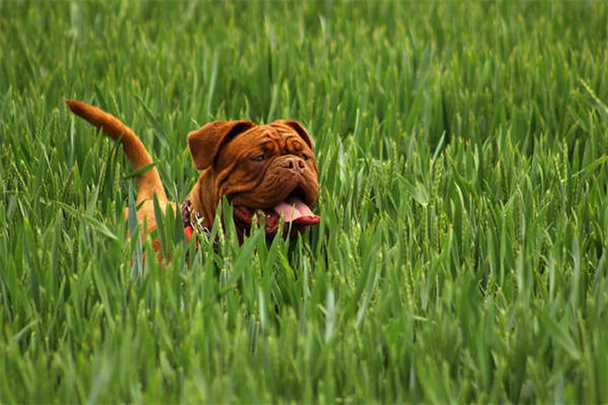 Mudar nome de pet adotado: Tudo o que você precisa saber