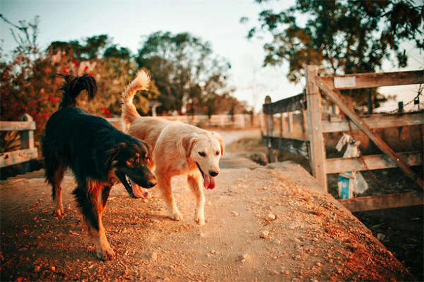 Falcões podem pegar cães pequenos? Verdades chocantes reveladas!