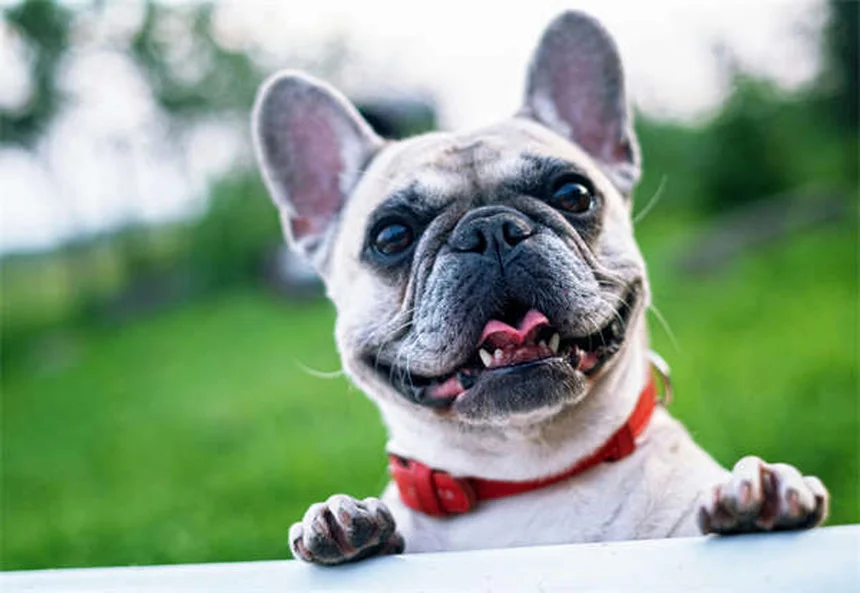 Castração de Cães: Tudo o Que Você Precisa Saber em 2024