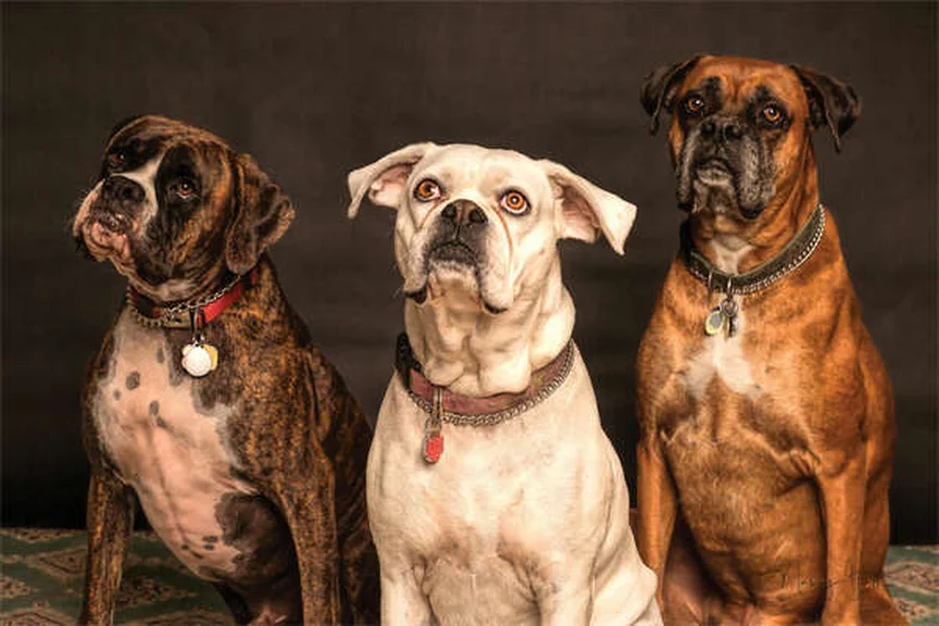 Armas e Pets: 5 Regras de Ouro para Segurança em Casa